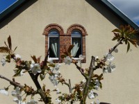 Kirschblüte vor dem Ferienhaus