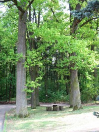 Sitzgruppe unter Eichen